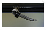 Culex pipiens (common house mosquito) - emerging from under the water surface by Anonymous