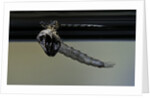 Culex pipiens (common house mosquito) - emerging from under the water surface by Anonymous