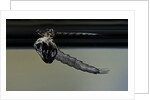 Culex pipiens (common house mosquito) - emerging from under the water surface by Anonymous