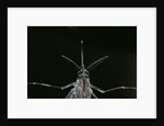 Culex pipiens (common house mosquito) - female by Anonymous