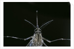 Culex pipiens (common house mosquito) - female by Anonymous