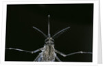 Culex pipiens (common house mosquito) - female by Anonymous