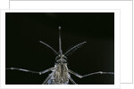 Culex pipiens (common house mosquito) - female by Anonymous