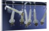 Culex pipiens (common house mosquito) - larvae by Anonymous
