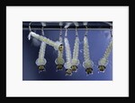 Culex pipiens (common house mosquito) - larvae by Anonymous