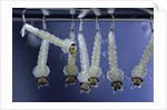 Culex pipiens (common house mosquito) - larvae by Anonymous