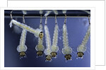 Culex pipiens (common house mosquito) - larvae by Anonymous