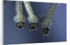 Culex pipiens (common house mosquito) - larvae by Anonymous