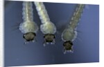 Culex pipiens (common house mosquito) - larvae by Anonymous