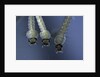 Culex pipiens (common house mosquito) - larvae by Anonymous