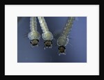 Culex pipiens (common house mosquito) - larvae by Anonymous