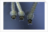 Culex pipiens (common house mosquito) - larvae by Anonymous