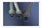 Culex pipiens (common house mosquito) - larvae by Anonymous