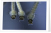 Culex pipiens (common house mosquito) - larvae by Anonymous