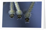 Culex pipiens (common house mosquito) - larvae by Anonymous