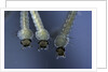 Culex pipiens (common house mosquito) - larvae by Anonymous