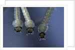 Culex pipiens (common house mosquito) - larvae by Anonymous