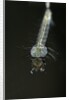 Culex pipiens (common house mosquito) - larva by Anonymous