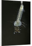Culex pipiens (common house mosquito) - larva by Anonymous