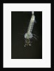 Culex pipiens (common house mosquito) - larva by Anonymous