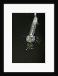 Culex pipiens (common house mosquito) - larva by Anonymous