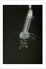 Culex pipiens (common house mosquito) - larva by Anonymous
