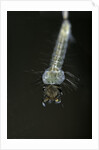 Culex pipiens (common house mosquito) - larva by Anonymous