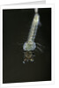 Culex pipiens (common house mosquito) - larva by Anonymous