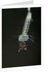 Culex pipiens (common house mosquito) - larva by Anonymous