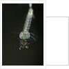 Culex pipiens (common house mosquito) - larva by Anonymous