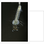 Culex pipiens (common house mosquito) - larva by Anonymous
