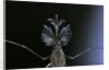 Culex pipiens (common house mosquito) - male by Anonymous