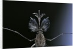 Culex pipiens (common house mosquito) - male by Anonymous