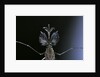 Culex pipiens (common house mosquito) - male by Anonymous