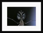 Culex pipiens (common house mosquito) - male by Anonymous