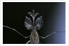Culex pipiens (common house mosquito) - male by Anonymous