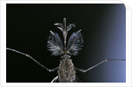 Culex pipiens (common house mosquito) - male by Anonymous
