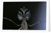 Culex pipiens (common house mosquito) - male by Anonymous