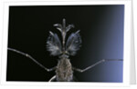 Culex pipiens (common house mosquito) - male by Anonymous