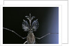 Culex pipiens (common house mosquito) - male by Anonymous
