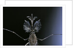 Culex pipiens (common house mosquito) - male by Anonymous