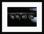 Culex pipiens (common house mosquito) - pupae by Anonymous