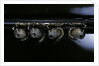 Culex pipiens (common house mosquito) - pupae by Anonymous