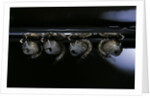 Culex pipiens (common house mosquito) - pupae by Anonymous