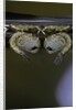 Culex pipiens (common house mosquito) - pupae by Anonymous