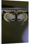 Culex pipiens (common house mosquito) - pupae by Anonymous