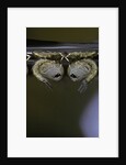 Culex pipiens (common house mosquito) - pupae by Anonymous
