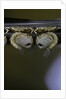 Culex pipiens (common house mosquito) - pupae by Anonymous