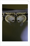 Culex pipiens (common house mosquito) - pupae by Anonymous