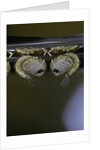 Culex pipiens (common house mosquito) - pupae by Anonymous